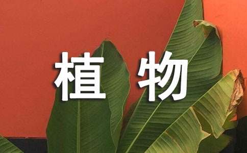 描寫(xiě)植物的優(yōu)秀小學(xué)作文:令人敬佩的綠蘿